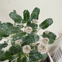 Eriogonum grande var. rubescens, Red Flowered Buckwheat Pink White Flower