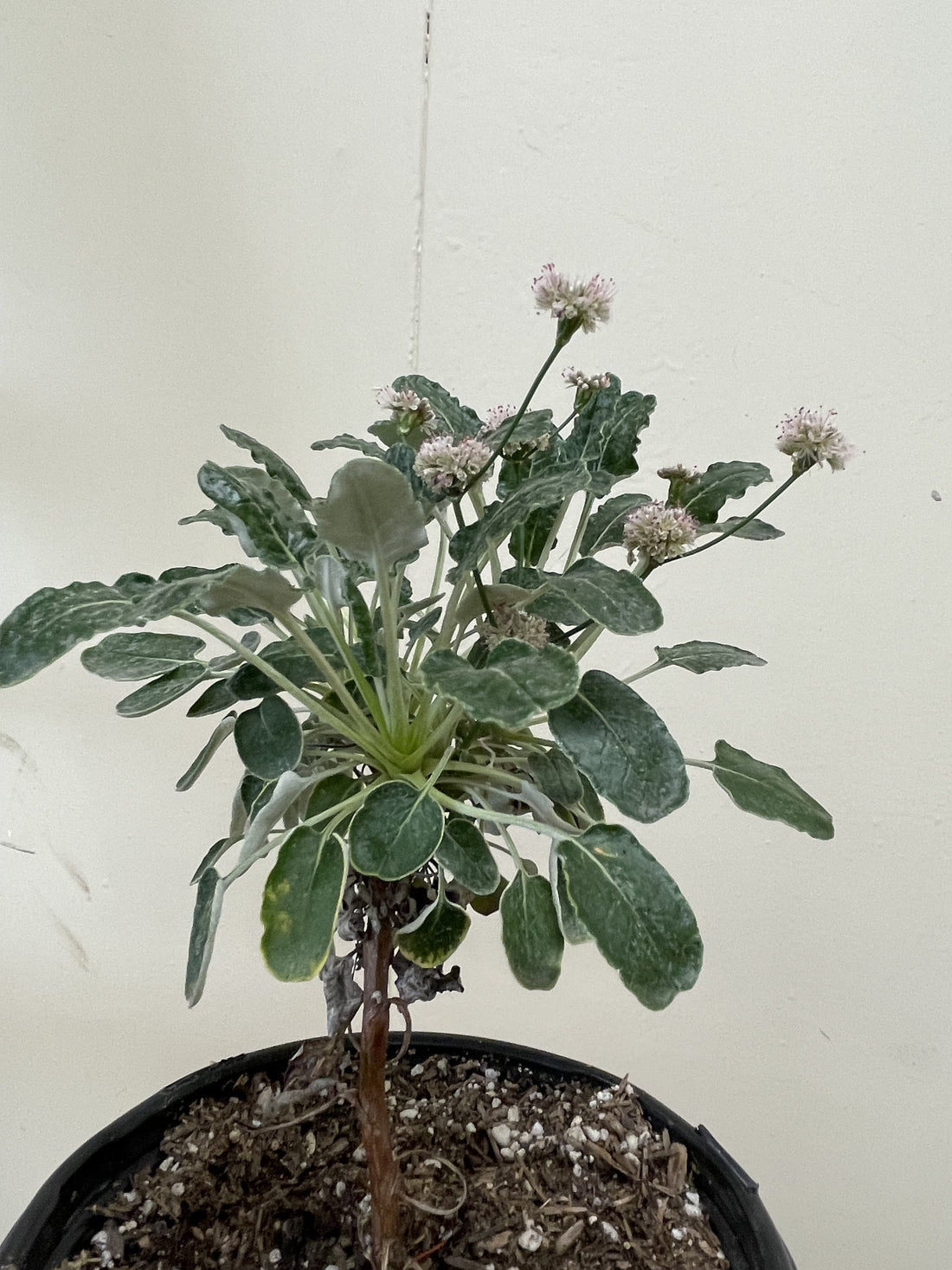 Eriogonum grande var. rubescens, Red Flowered Buckwheat Foliage