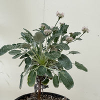 Eriogonum grande var. rubescens, Red Flowered Buckwheat Foliage