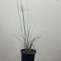 Muhlenbergia capillaris 'White Cloud' 1 Gallong