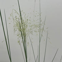 Muhlenbergia capillaris 'White Cloud'