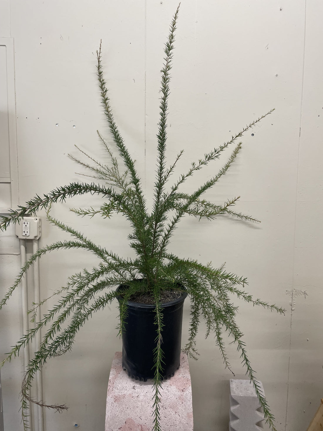 Grevillea 'Canberra Gem'