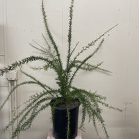 Grevillea 'Canberra Gem'
