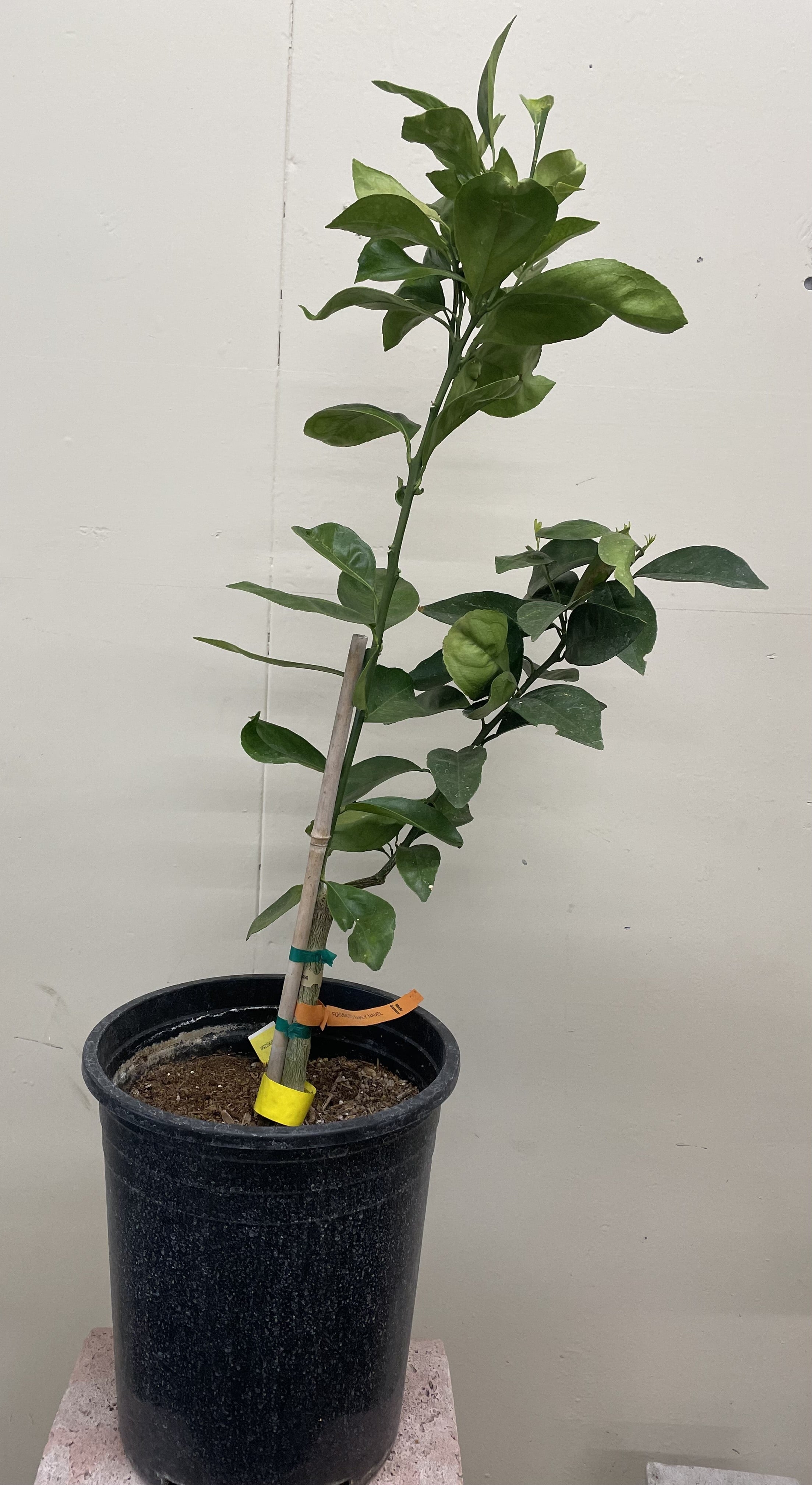 果樹 e.orange Fukumoto Early Orange, semi-dwarf – Plant Material