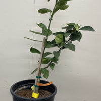 Fukumoto Early Orange, semi-dwarf