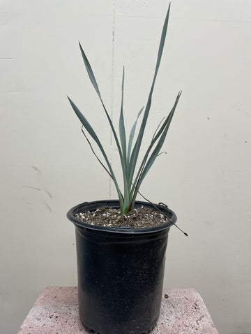 Hesperoyucca whipplei ssp. intermedia (foothill yucca)