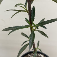 Eriodictyon californicum, California Yerba Santa Foliage