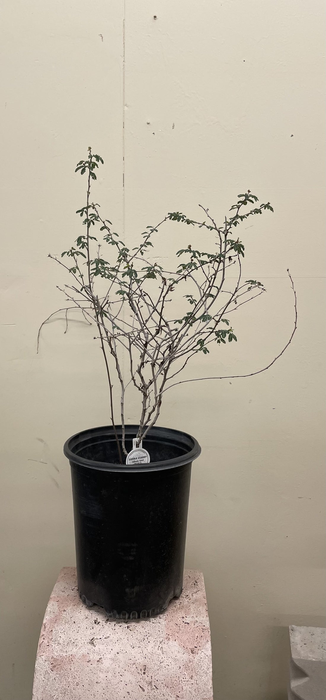 Calliandra eriophylla 5 Gallon