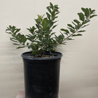 Heteromeles arbutifolia, Toyon 5 Gallon