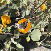 Abutilon palmeri, Palmer’s Mallow