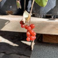 Lonicera hispidula (Hairy Honeysuckle) Berries