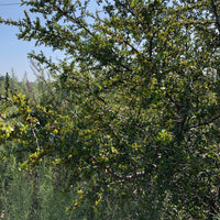 plant material shot
