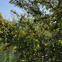 plant material shot