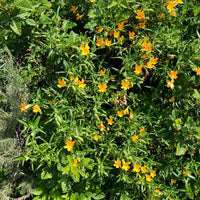 Mimulus aurantiacus, Diplacus