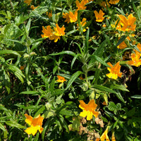 Mimulus aurantiacus, Diplacus