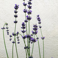 Lavandula angustifolia ‘Imperial Gem’