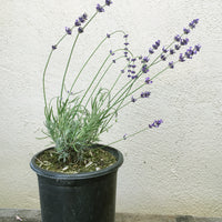 Lavandula angustifolia ‘Imperial Gem’