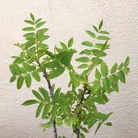 Juglans californica