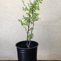 Juglans californica