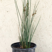 Juncus patens, Common Rush