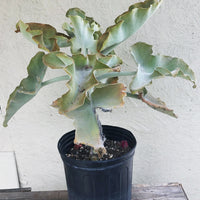 Kalanchoe beharensis (Velvet Elephant Ear)