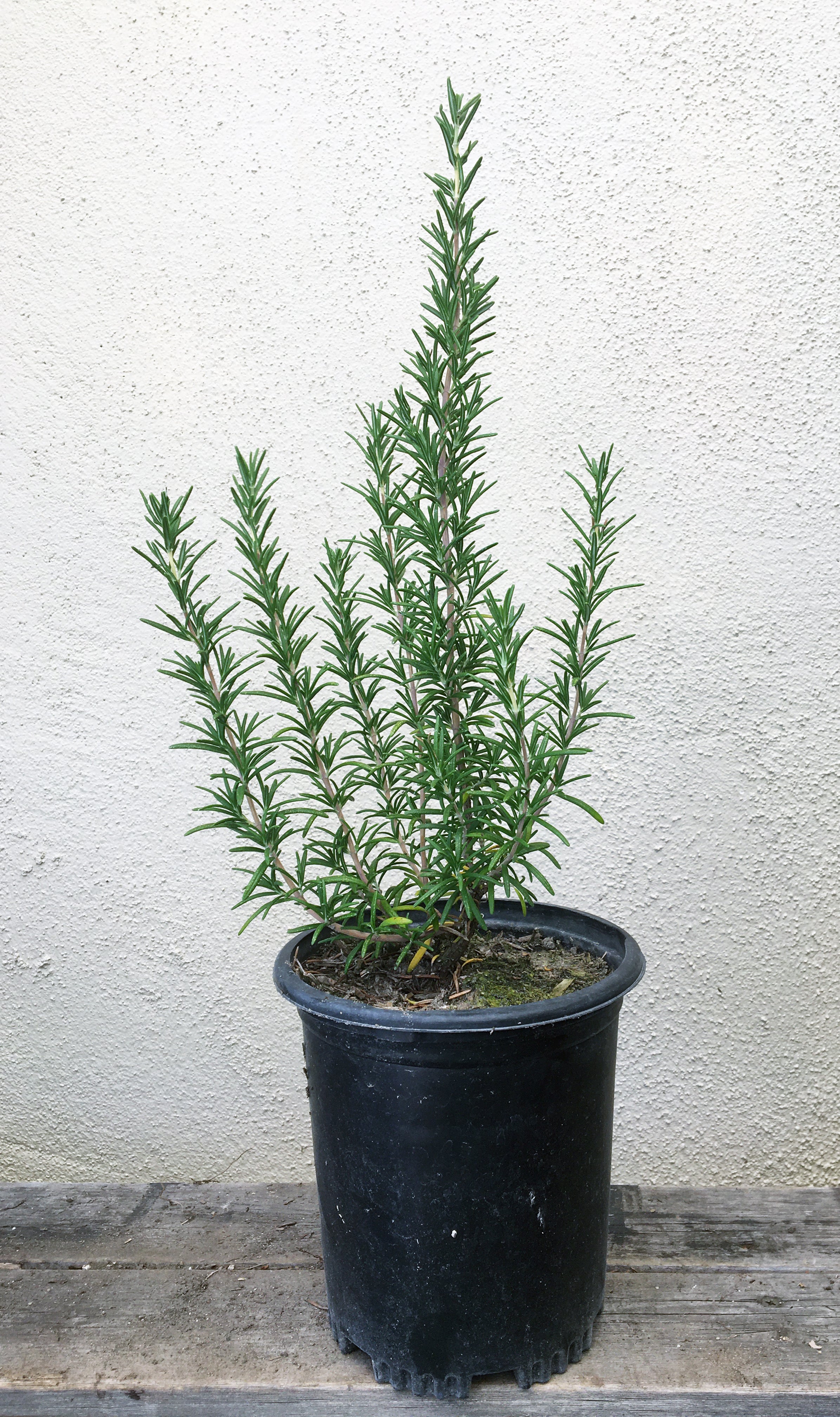 Rosmarinus 'Ken Taylor' – Plant Material