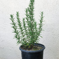 Rosmarinus 'Ken Taylor'