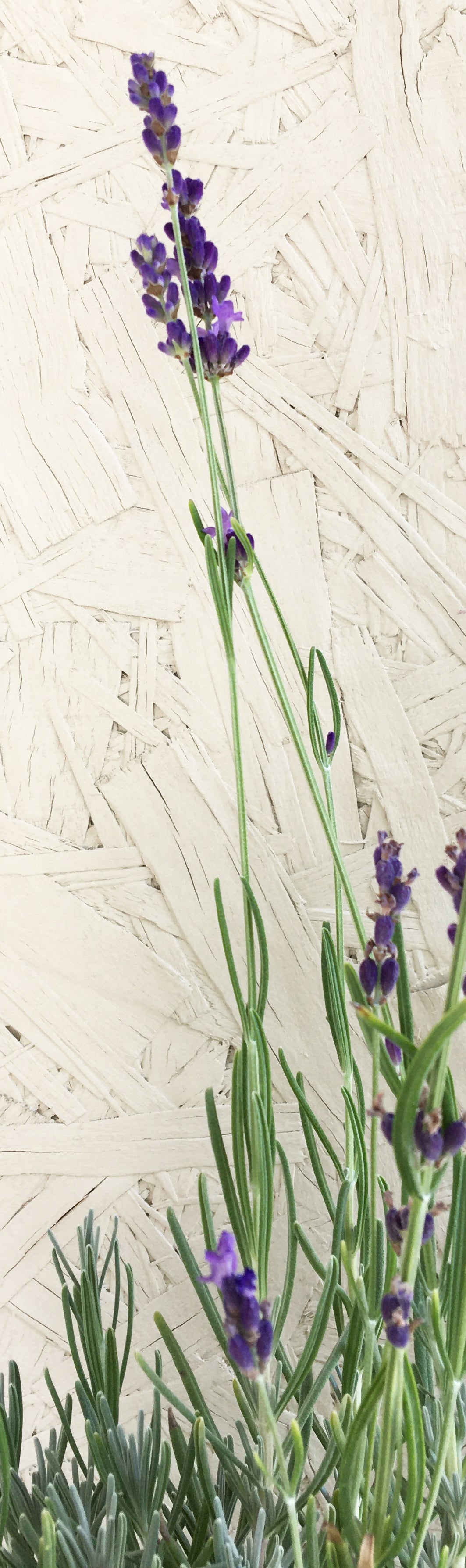 french blue lavender plant Lavandula angust. 'Hidcote Blue' – Plant Material