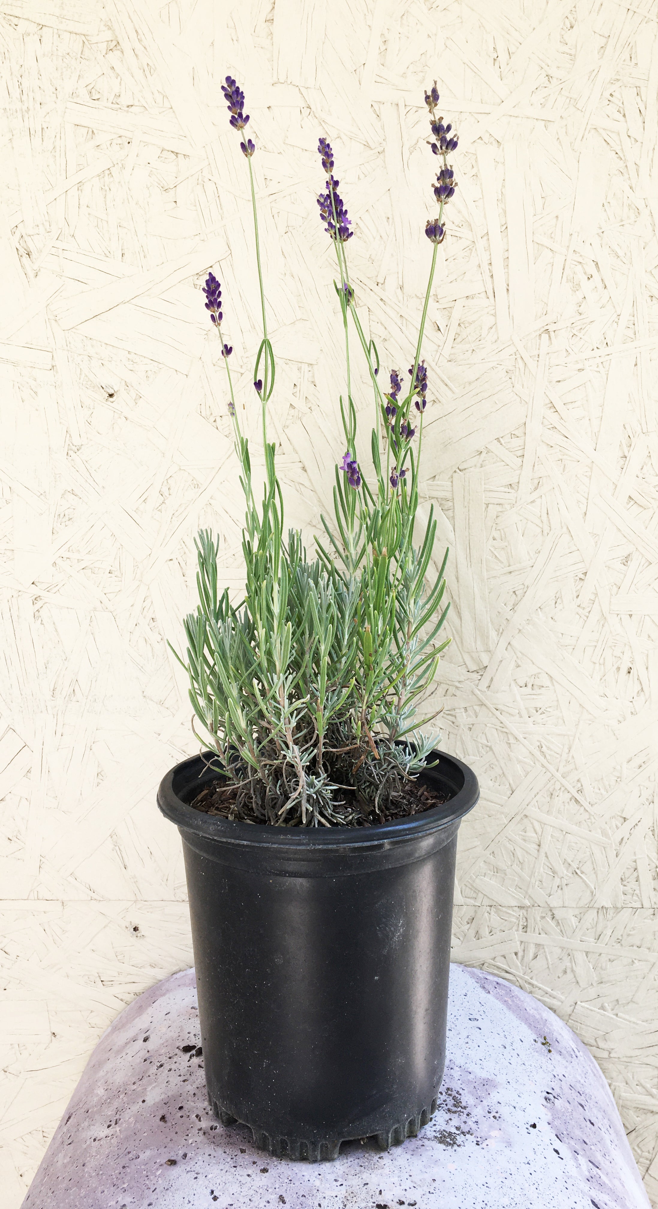 LAVANDA ANGUSTIFOLIA - HIDCOTE - Pianta in vaso - Ingegnoli