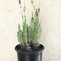 Lavandula angust. 'Hidcote Blue'
