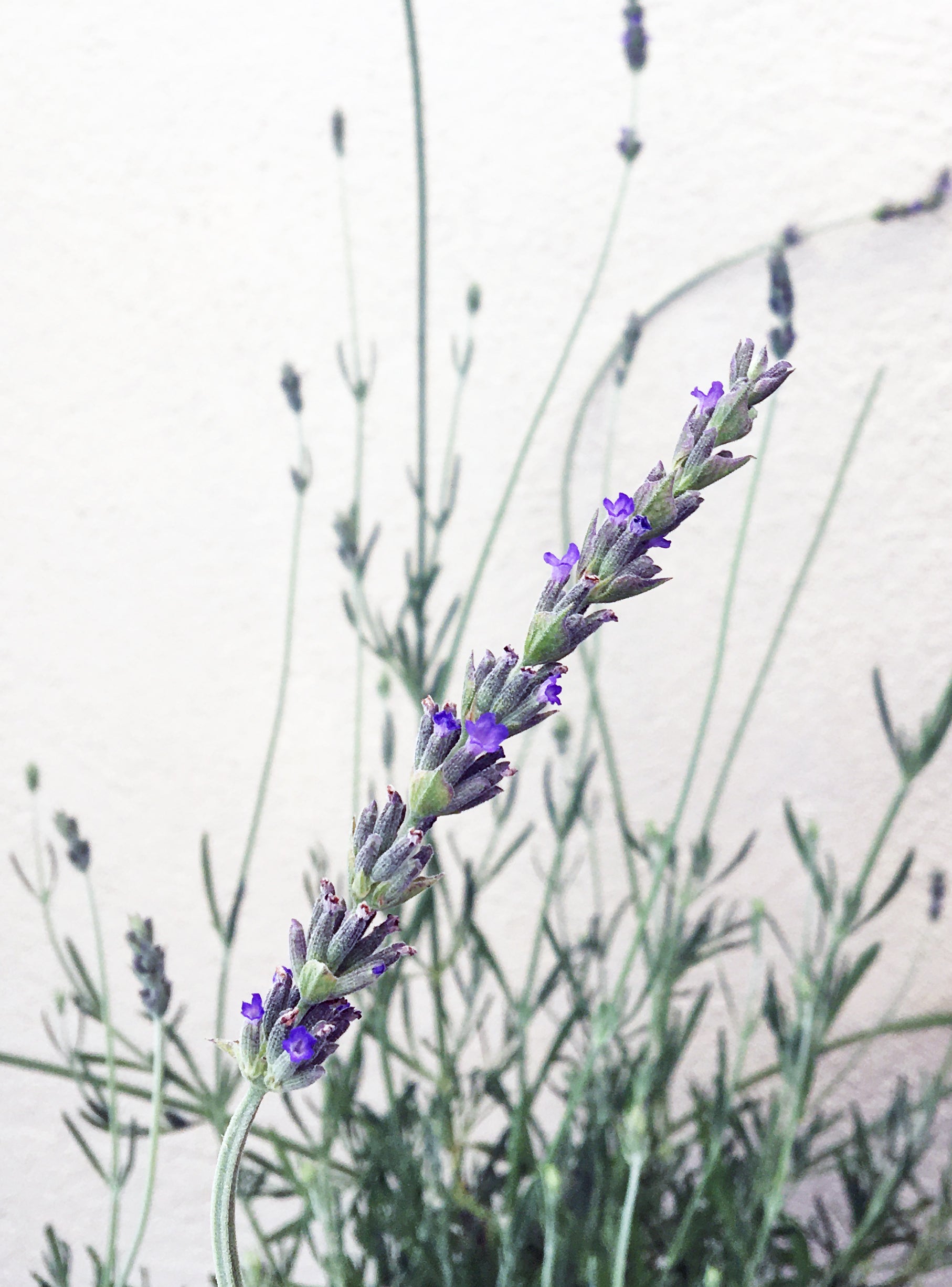 lavandula lavender plant Lavandula X heterophylla – Plant Material