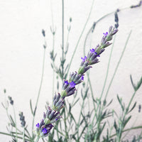 Lavandula X heterophylla