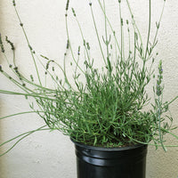 Lavandula X heterophylla