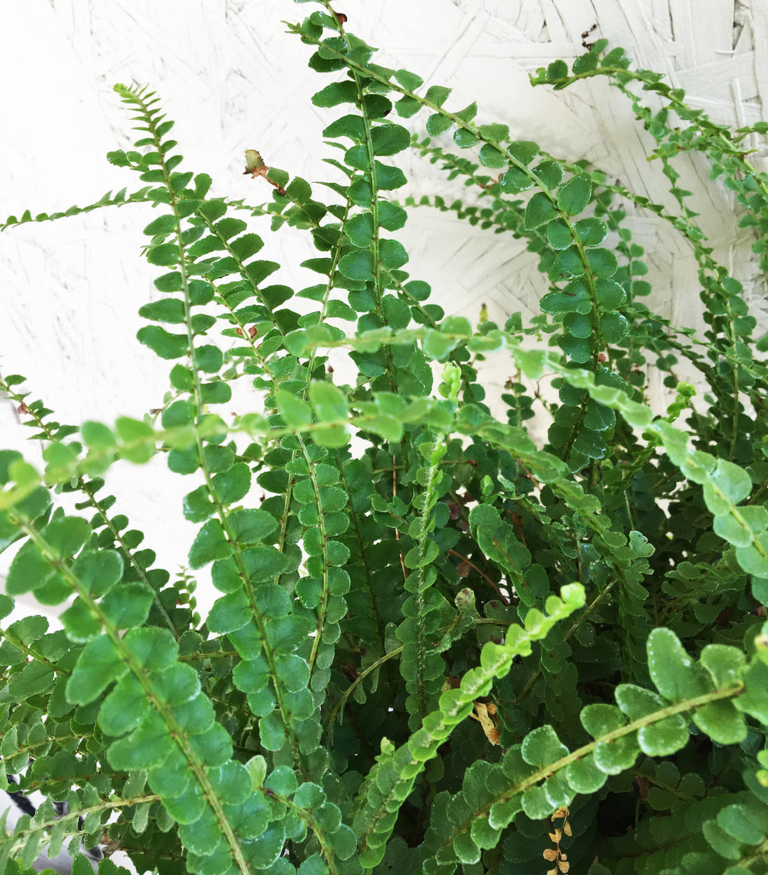 Lemon Button Fern Fronds
