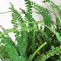 Lemon Button Fern Fronds