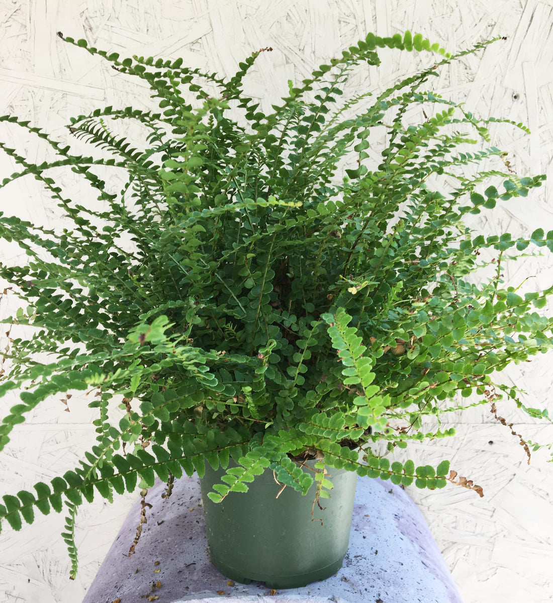 Lemon Button Fern 6" Pot