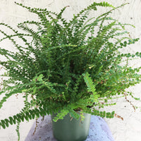 Lemon Button Fern 6" Pot