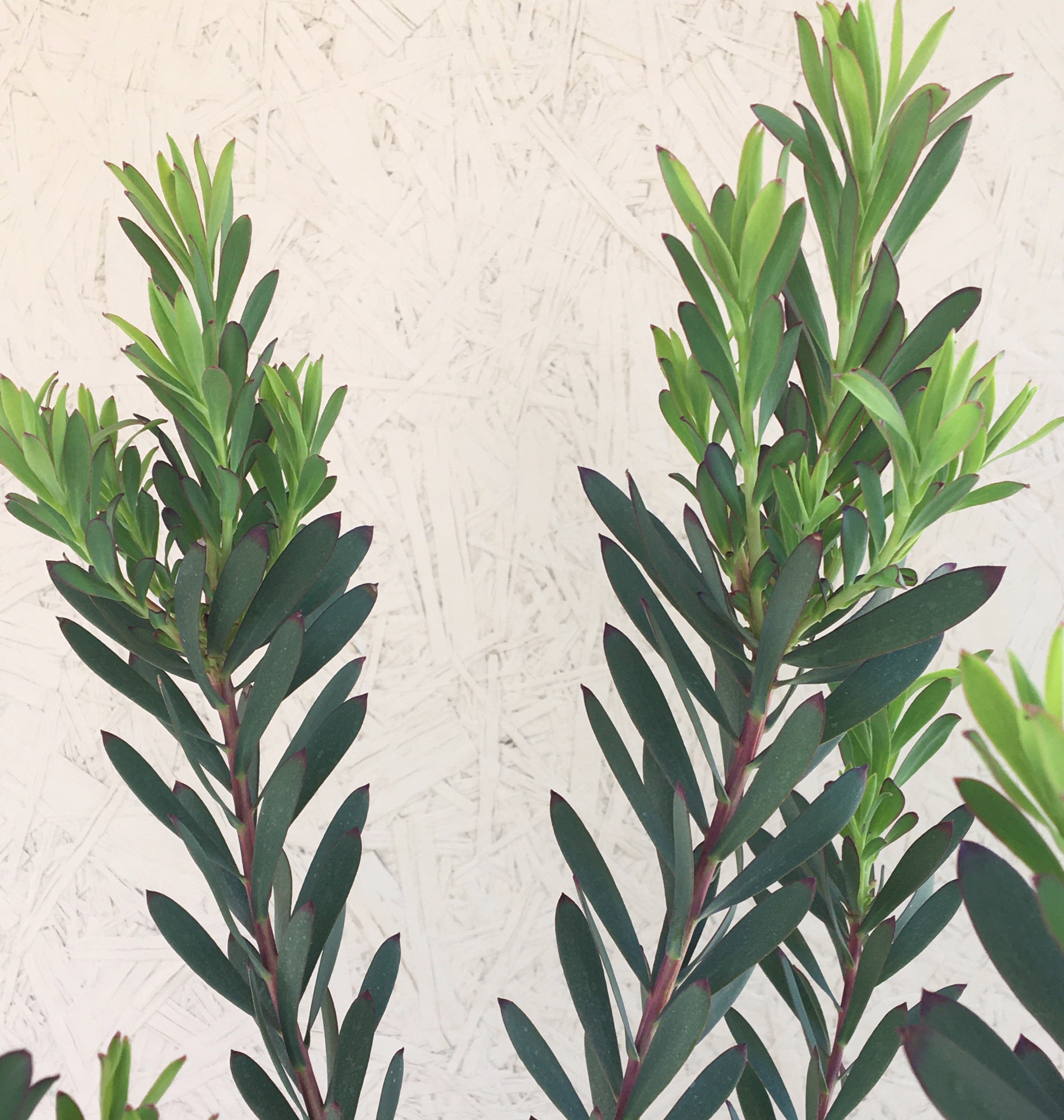 Leucadendron salignum 'Blush' – Plant Material