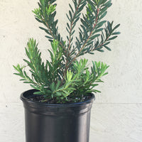 Leucadendron salignum 'Blush'