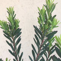 Leucadendron salignum 'Blush'