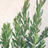Leucadendron Hawaii Magic