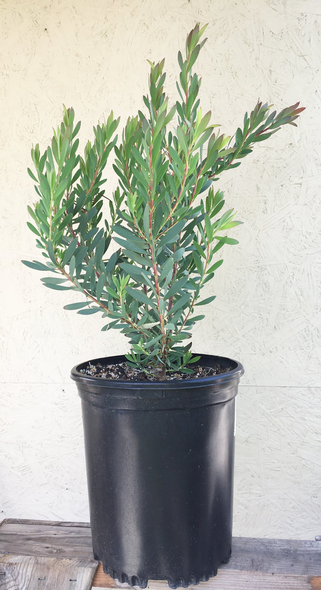 Leucadendron Hawaii Magic