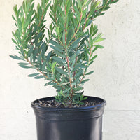 Leucadendron Hawaii Magic