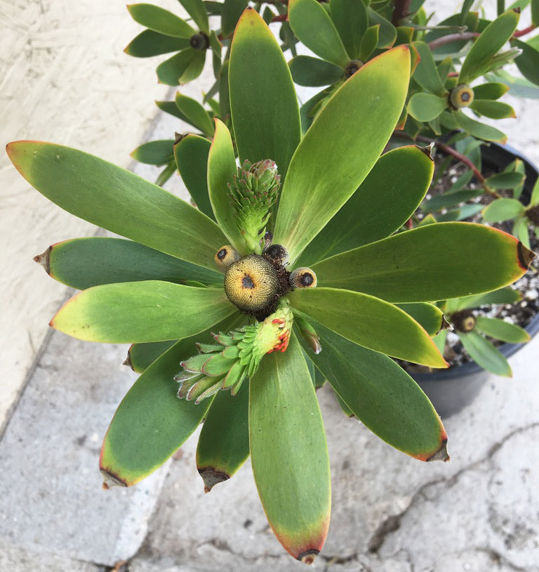 Leucadendron Red Gem