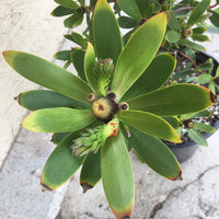 Leucadendron Red Gem