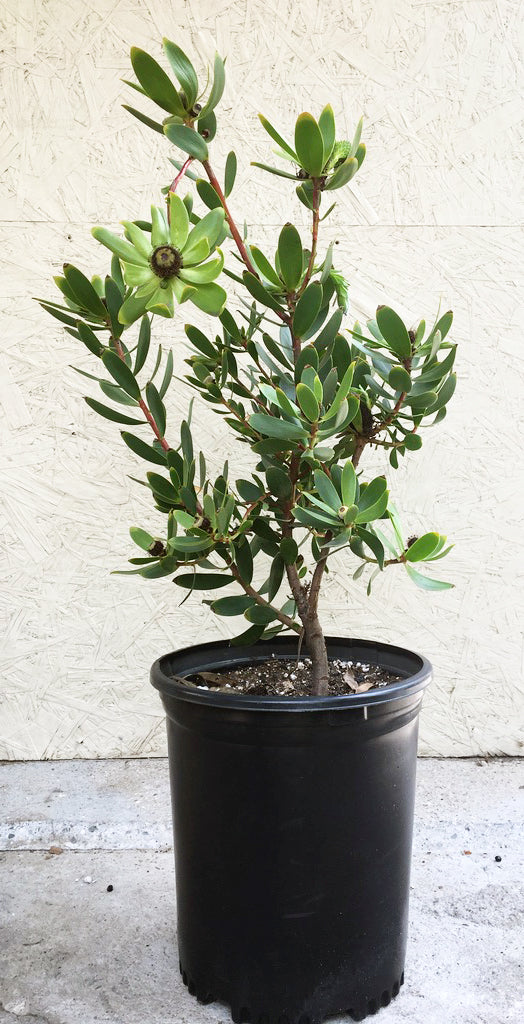 Leucadendron Red Gem