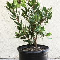 Leucadendron Red Gem