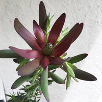 Leucadendron 'Safari Sunset'