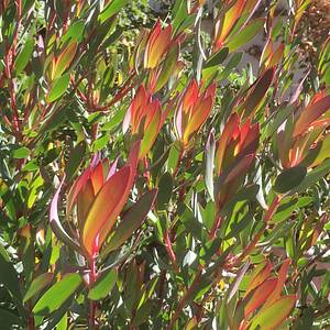 Leucadendron Hawaii Magic