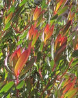 Leucadendron Hawaii Magic